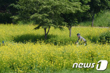 '유채꽃 라이딩'