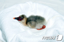 창녕군 우포따오기 복원센터, 자연부화 성공