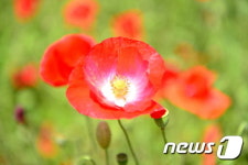 [풍경] 고창지역 곳곳에 화려한 꽃양귀비 만개