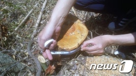 주암댐 도수터널 공사현장 가로수 80여주 싹둑