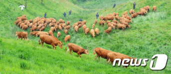 반갑다 초원아 대관령 한우 첫 방목