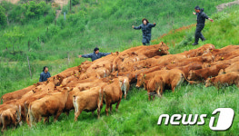 소들아 이리로 오면 안돼