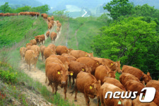 [동영상·화보]내가 요즘 금값…대관령 한우 방목 현장