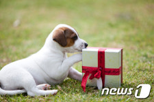 홍천군, 유기동물 보호센터 활성화