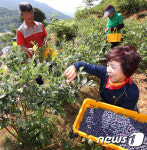 블루베리 수확 한창인 산청군