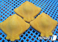 강진군 지역 특산빵 황가오리빵 맛보세요