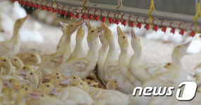 무더워 물을 마시는 새끼오리들