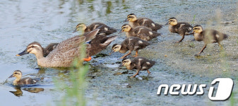 엄마 잘 따라와