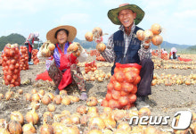 게르마늄 토양에서 자란 양파 드세요
