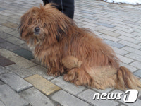 [뚱아저씨의 동행] 공사장을 떠돌던 누더기견 레오①
