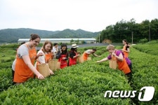 [포토] 보성 녹차 체험 외국인들 보성녹차 최고