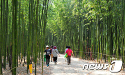 울산시, 태화강 십리대숲 죽순 지킴이 활동 전개