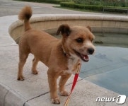 [뚱아저씨의 동행] 공사장을 떠돌던 누더기견 레오②