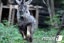 자연으로 돌아가는 천연기념물 산양