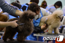 AGF 국제 애견미용대회 국내서 처음 열려