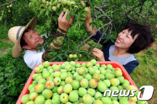 장에 좋은 매실 수확해요