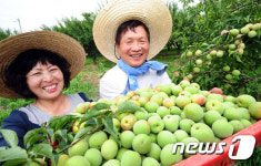오늘 매실 한가득 땄어요