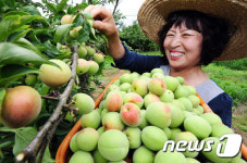 매실이 많이 열렸어요