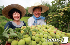 황매실 한아름