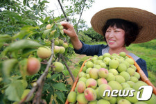 탐스러운 황매실