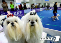 애견연맹, 17~19일 2016 KKF 펫 페스티벌 개최