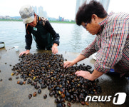 강원 고성군, 10월31일까지 송지호 재첩 채취 허가