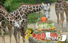 기린 부부의 식사