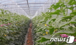 시설재배 오이, 노지재배 블루베리 소득 킹