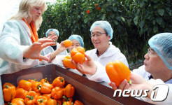 네덜란드산 파프리카 살펴보는 송하진