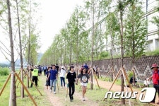 용인시, 영동고속도로변에 ‘메타세쿼이아길’ 조성