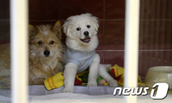 서울시, 동물복지 지원센터 건립 추진