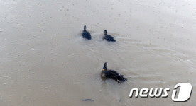 [날씨] 강원 전역 호우특보…삼척 원덕 166.5㎜