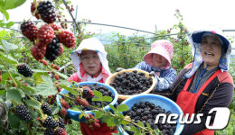 검붉게 익은 블랙베리 첫 수확