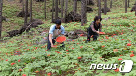 해발 800m에서 자란 거창 빼째 산양삼