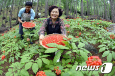 [포토]자연에서 자란 거창 빼재마을 ‘산양삼’