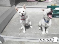 [뚱아저씨의 동행] 나를 절망에서 일으켜준 장애견 흰순이①