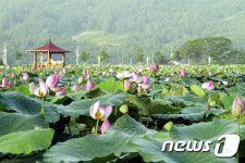 영남 최고의 규모를 자랑하는 밀양연꽃단지