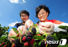 정성온밥상공산성아래 | 푸른 하늘아래 정성스레 블랙베리 수확하는 모자
