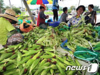 찰옥수수 맛 보세요
