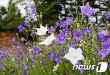 임실 금동마을 도라지꽃 만개…16~17일 첫 축제