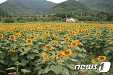 진안 금지배넘실마을, 15일부터 해바라기 축제