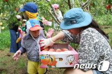 부천시, 추억 살리는 “소사복숭아 수확체험 어때요”