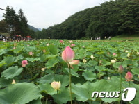 [풍경]보은군 속리산 연꽃단지 눈길