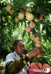 제철맞은 복숭아가 주렁주렁
