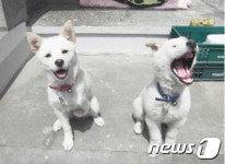 [뚱아저씨의 동행] 나를 절망에서 일으켜준 장애견 흰순이②