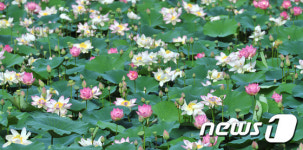[화보]연꽃 잔치 포항의 작은 연못