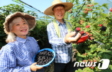 새콤달콤한 블랙베리 수확