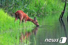 [화보]청호반새 부부의 여름나기