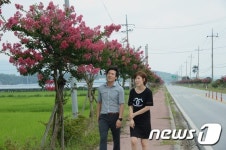 남원 금지면 11㎞ 구간 배롱나무꽃 ‘분홍빛 장관’