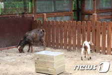 수영장에서 더위 날리고, 동물들과 교감 나누세요
